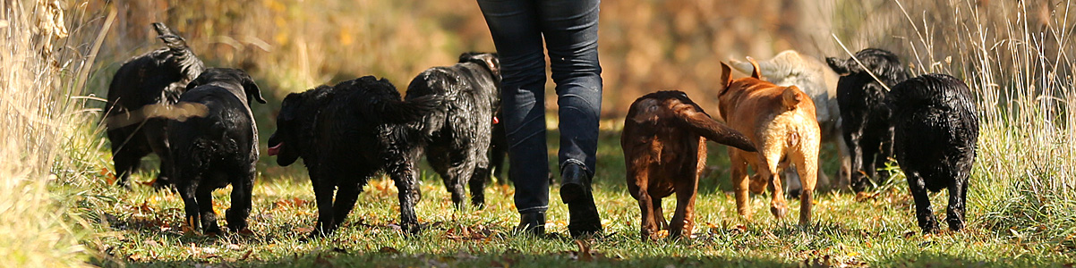 Empress Labradors English Lab Breeder Illinois Black Chocolate Yellow Labrador Retrievers Breeders Lab Puppies