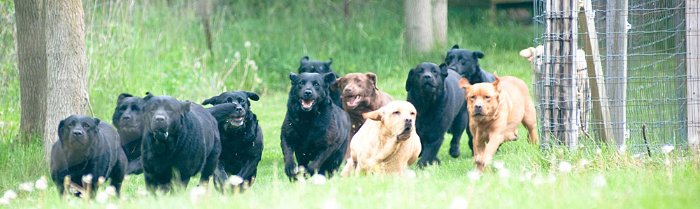 Empress Labradors English Lab Breeder Illinois Black Chocolate Yellow Labrador Retrievers Breeders Lab Puppies
