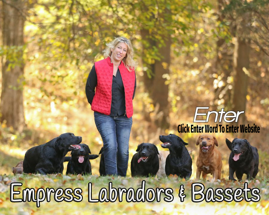 Empress Labradors