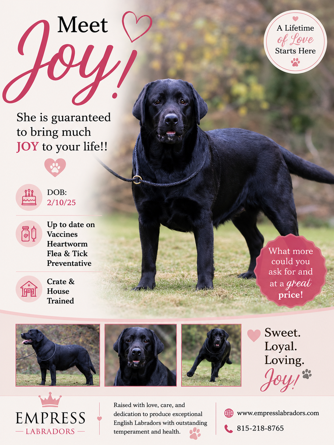 ./Joy_poster_1784480301756